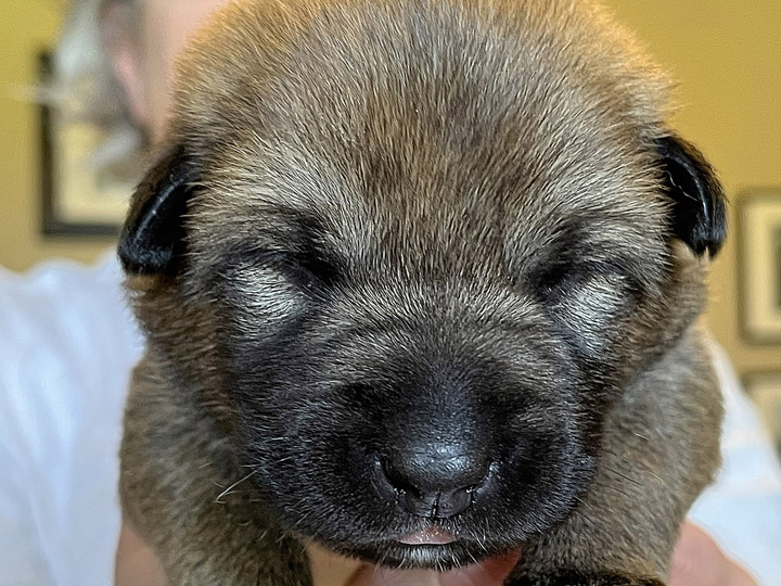 chinook puppy